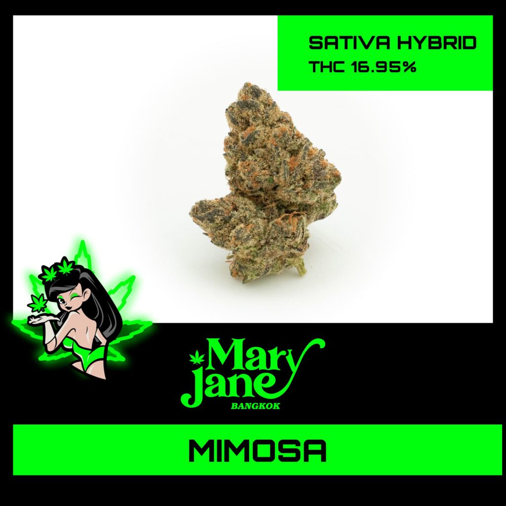 Mimosa Strain